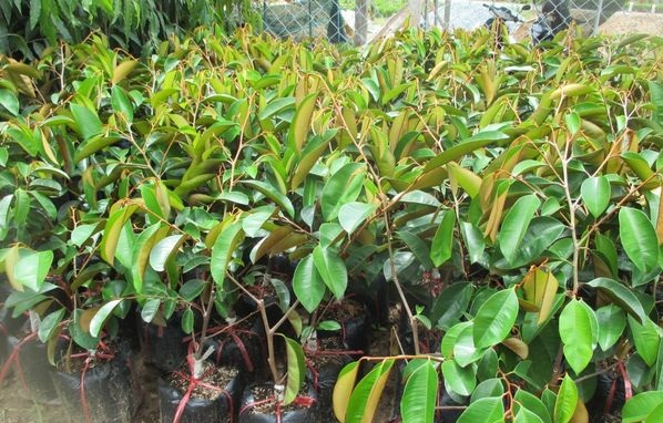 3 Cung cấp cây giống nho thân gỗ, cây nho leo giàn, cung cấp cây giống toàn quốc