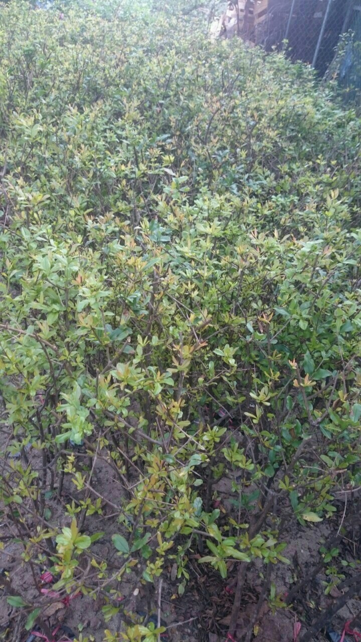 1 Địa chỉ cung cấp cây giống lựu lùn cao sản, lựu lùn ấn độ, giao cây toàn quốc 1 Địa chỉ cung cấp cây giống lựu lùn cao sản, lựu lùn ấn độ, giao cây toàn quốc