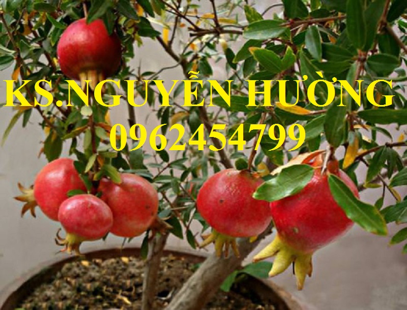 5 Địa chỉ cung cấp cây giống lựu lùn cao sản, lựu lùn ấn độ, giao cây toàn quốc 5 Địa chỉ cung cấp cây giống lựu lùn cao sản, lựu lùn ấn độ, giao cây toàn quốc