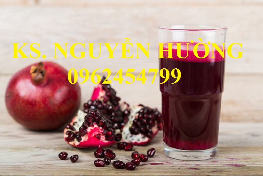 6 Địa chỉ cung cấp cây giống lựu lùn cao sản, lựu lùn ấn độ, giao cây toàn quốc 6 Địa chỉ cung cấp cây giống lựu lùn cao sản, lựu lùn ấn độ, giao cây toàn quốc