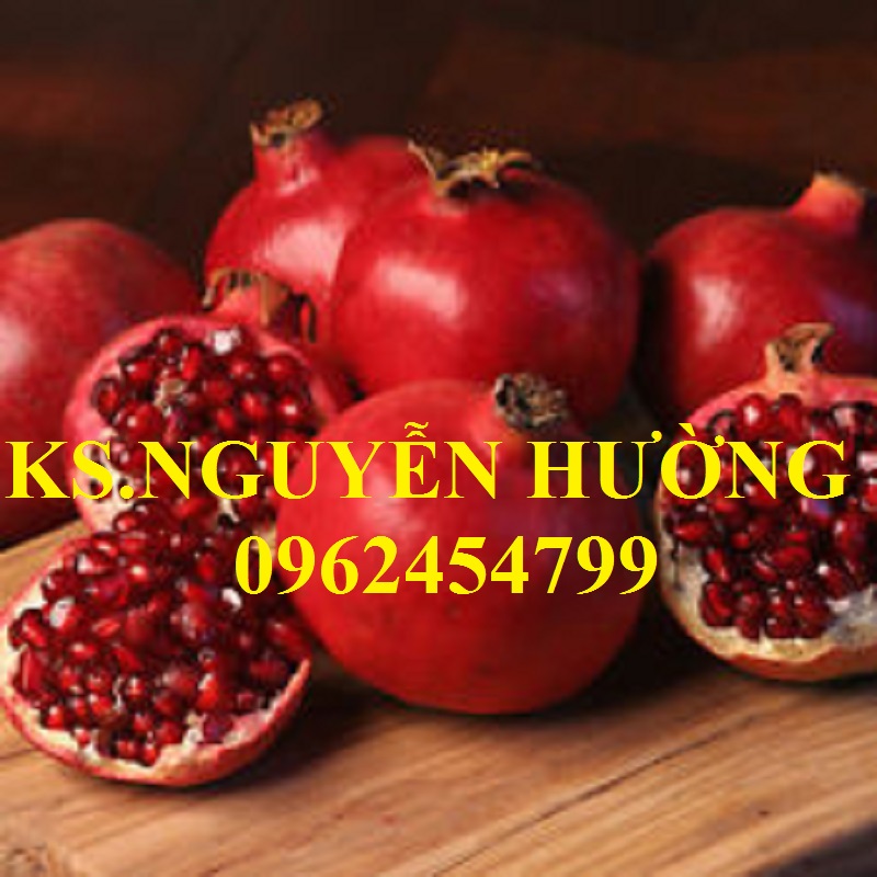 7 Địa chỉ cung cấp cây giống lựu lùn cao sản, lựu lùn ấn độ, giao cây toàn quốc 7 Địa chỉ cung cấp cây giống lựu lùn cao sản, lựu lùn ấn độ, giao cây toàn quốc