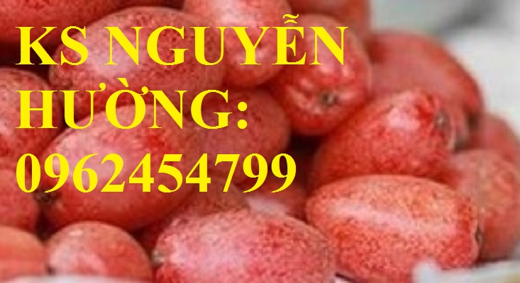 Địa chỉ cung cấp cây giống nhót ngọt, cây ngót, cây nhót mỹ, giao cây toàn quốc Địa chỉ cung cấp cây giống nhót ngọt, cây ngót, cây nhót mỹ, giao cây toàn quốc