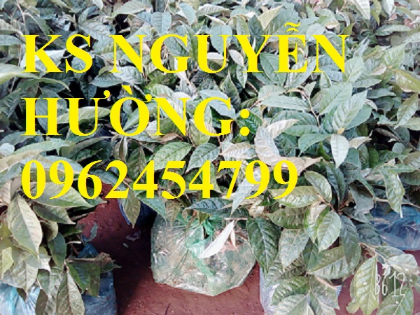 1 Địa chỉ cung cấp cây giống nhót ngọt, cây ngót, cây nhót mỹ, giao cây toàn quốc 1 Địa chỉ cung cấp cây giống nhót ngọt, cây ngót, cây nhót mỹ, giao cây toàn quốc