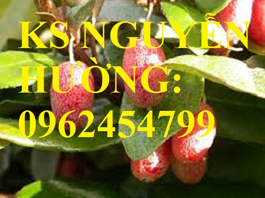 2 Địa chỉ cung cấp cây giống nhót ngọt, cây ngót, cây nhót mỹ, giao cây toàn quốc 2 Địa chỉ cung cấp cây giống nhót ngọt, cây ngót, cây nhót mỹ, giao cây toàn quốc