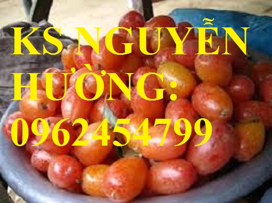 3 Địa chỉ cung cấp cây giống nhót ngọt, cây ngót, cây nhót mỹ, giao cây toàn quốc 3 Địa chỉ cung cấp cây giống nhót ngọt, cây ngót, cây nhót mỹ, giao cây toàn quốc