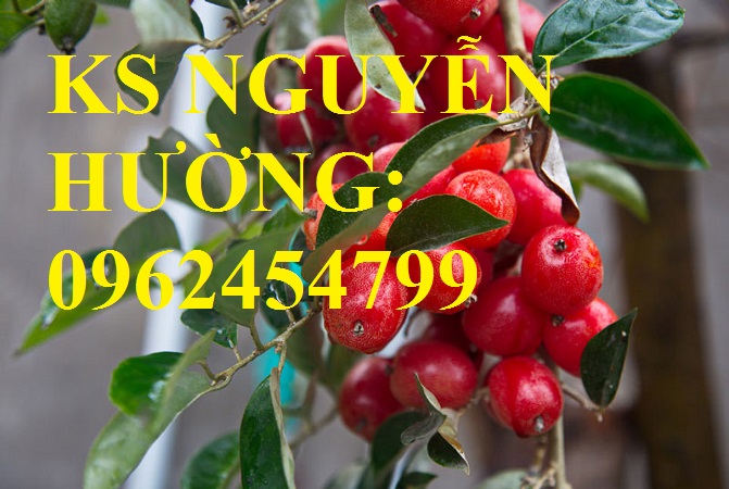 5 Địa chỉ cung cấp cây giống nhót ngọt, cây ngót, cây nhót mỹ, giao cây toàn quốc 5 Địa chỉ cung cấp cây giống nhót ngọt, cây ngót, cây nhót mỹ, giao cây toàn quốc