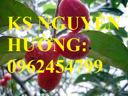 4 Địa chỉ cung cấp cây giống nhót ngọt, cây ngót, cây nhót mỹ, giao cây toàn quốc 4 Địa chỉ cung cấp cây giống nhót ngọt, cây ngót, cây nhót mỹ, giao cây toàn quốc