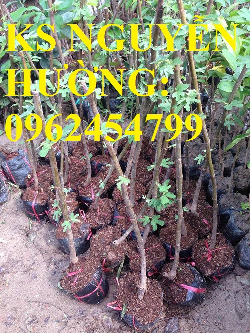 Cung cấp cây sung mỹ - cây ăn quả độc đáo cho nhiều dinh dưỡng, giao cây toàn quốc