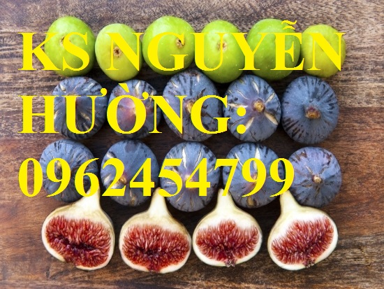 2 Cung cấp cây sung mỹ - cây ăn quả độc đáo cho nhiều dinh dưỡng, giao cây toàn quốc