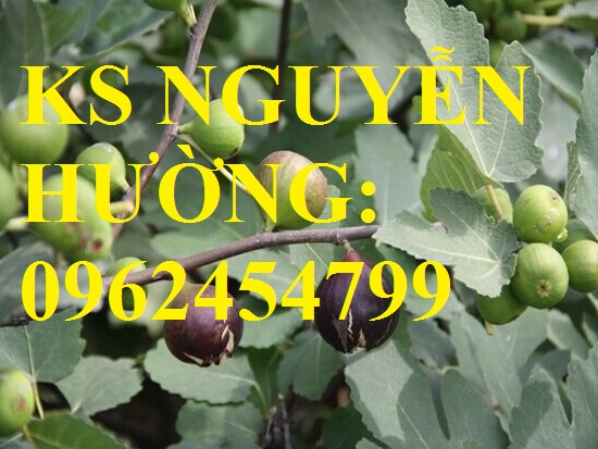 3 Cung cấp cây sung mỹ - cây ăn quả độc đáo cho nhiều dinh dưỡng, giao cây toàn quốc