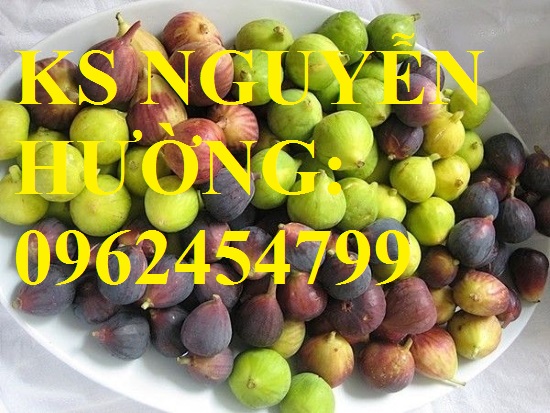 4 Cung cấp cây sung mỹ - cây ăn quả độc đáo cho nhiều dinh dưỡng, giao cây toàn quốc