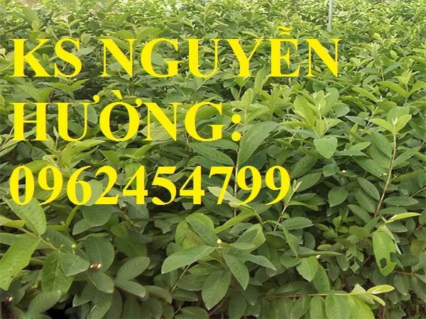 1 Địa chỉ cung cấp cây giống ổi đông dư, ổi găng, ổi tứ quý, giao cây toàn quốc 1 Địa chỉ cung cấp cây giống ổi đông dư, ổi găng, ổi tứ quý, giao cây toàn quốc