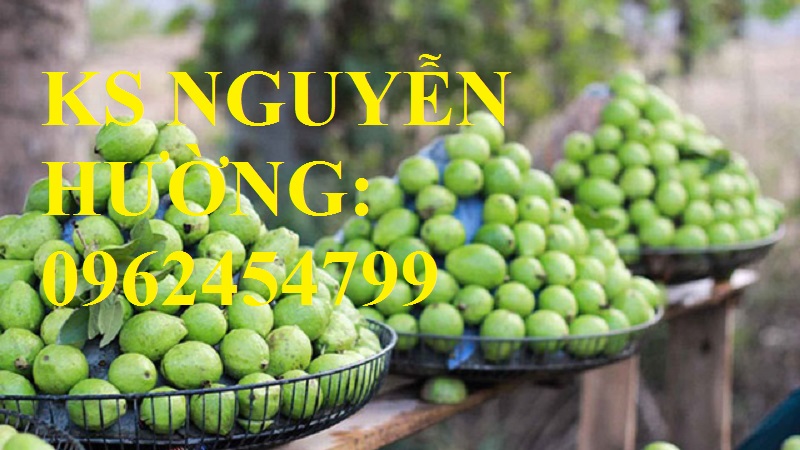 5 Địa chỉ cung cấp cây giống ổi đông dư, ổi găng, ổi tứ quý, giao cây toàn quốc 5 Địa chỉ cung cấp cây giống ổi đông dư, ổi găng, ổi tứ quý, giao cây toàn quốc