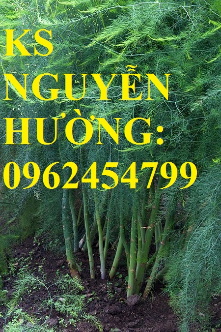 Địa chỉ cung cấp cây giống măng tây giá rẻ, cây giống sinh trưởng cho năng suất cao, giao cây tận nơ