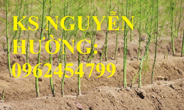 4 Địa chỉ cung cấp cây giống măng tây giá rẻ, cây giống sinh trưởng cho năng suất cao, giao cây tận nơ