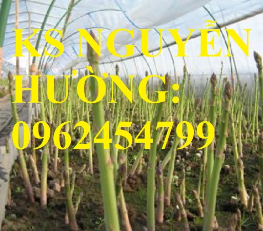 5 Địa chỉ cung cấp cây giống măng tây giá rẻ, cây giống sinh trưởng cho năng suất cao, giao cây tận nơ