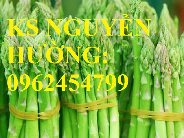 6 Địa chỉ cung cấp cây giống măng tây giá rẻ, cây giống sinh trưởng cho năng suất cao, giao cây tận nơ