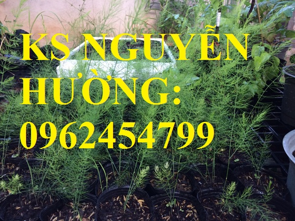 7 Địa chỉ cung cấp cây giống măng tây giá rẻ, cây giống sinh trưởng cho năng suất cao, giao cây tận nơ