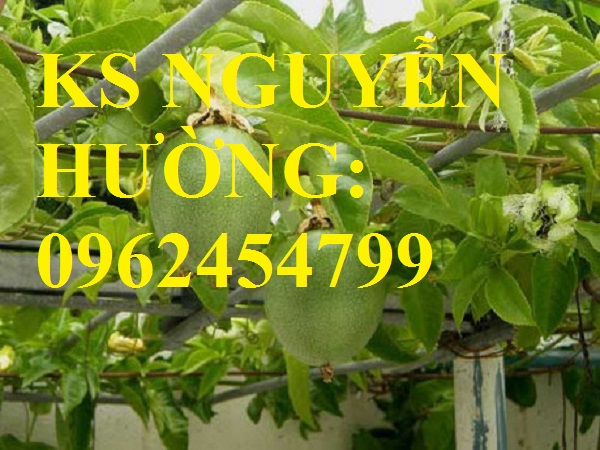 Cung cấp cây giống chanh leo ngọt colombia, chanh leo ngot, cung cấp cây giống toàn quốc Cung cấp cây giống chanh leo ngọt colombia, chanh leo ngot, cung cấp cây giống toàn quốc