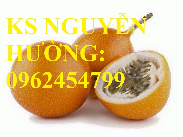 1 Cung cấp cây giống chanh leo ngọt colombia, chanh leo ngot, cung cấp cây giống toàn quốc 1 Cung cấp cây giống chanh leo ngọt colombia, chanh leo ngot, cung cấp cây giống toàn quốc