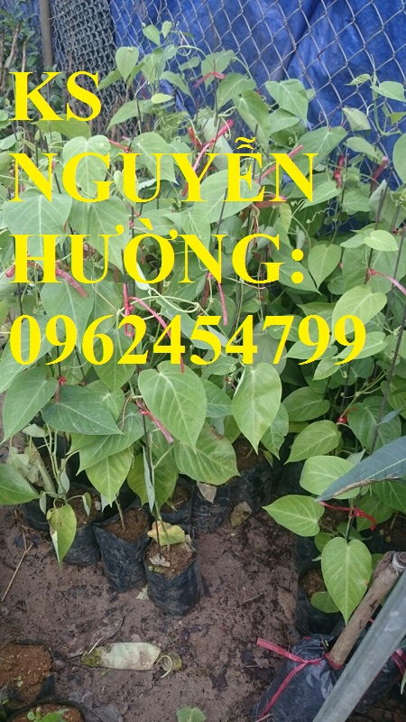2 Cung cấp cây giống chanh leo ngọt colombia, chanh leo ngot, cung cấp cây giống toàn quốc 2 Cung cấp cây giống chanh leo ngọt colombia, chanh leo ngot, cung cấp cây giống toàn quốc