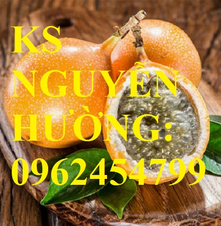 3 Cung cấp cây giống chanh leo ngọt colombia, chanh leo ngot, cung cấp cây giống toàn quốc 3 Cung cấp cây giống chanh leo ngọt colombia, chanh leo ngot, cung cấp cây giống toàn quốc