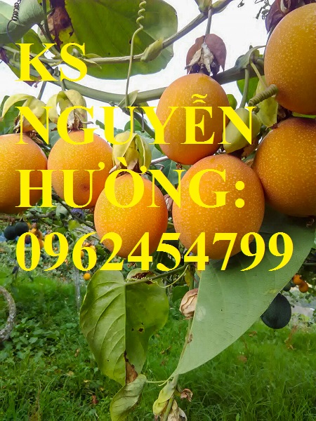 4 Cung cấp cây giống chanh leo ngọt colombia, chanh leo ngot, cung cấp cây giống toàn quốc 4 Cung cấp cây giống chanh leo ngọt colombia, chanh leo ngot, cung cấp cây giống toàn quốc