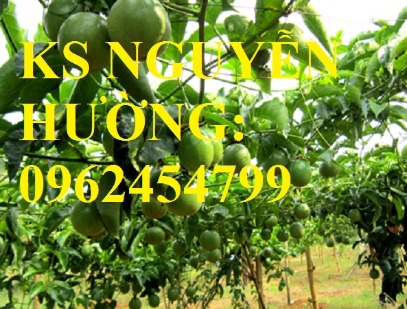 5 Cung cấp cây giống chanh leo ngọt colombia, chanh leo ngot, cung cấp cây giống toàn quốc 5 Cung cấp cây giống chanh leo ngọt colombia, chanh leo ngot, cung cấp cây giống toàn quốc