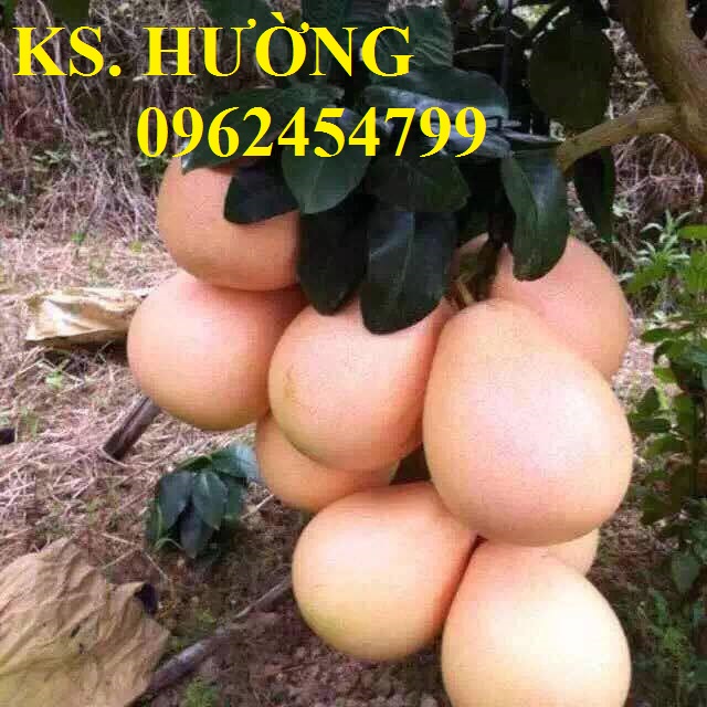 Cung cấp các loại cây giống có giá trị kinh tế cho năng suất cao, giao cây toàn quốc