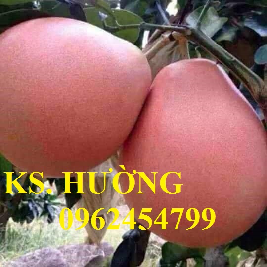 1 Cung cấp các loại cây giống có giá trị kinh tế cho năng suất cao, giao cây toàn quốc