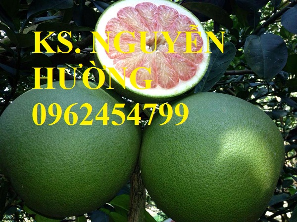 2 Cung cấp các loại cây giống có giá trị kinh tế cho năng suất cao, giao cây toàn quốc