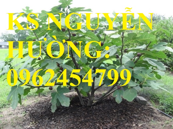 6 Cung cấp các loại cây giống có giá trị kinh tế cho năng suất cao, giao cây toàn quốc