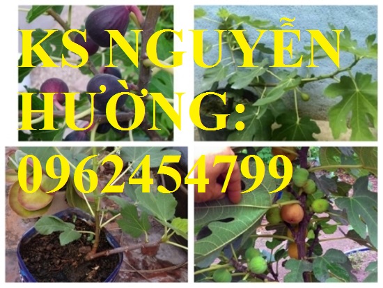 5 Cung cấp các loại cây giống có giá trị kinh tế cho năng suất cao, giao cây toàn quốc