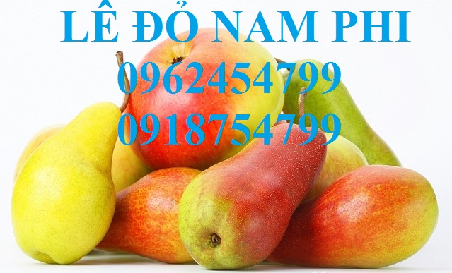 Bán giống cây lê đỏ nam phi, giống lê nam phi, giống cây lê vàng, cây lê đỏ, giao cây toàn quốc