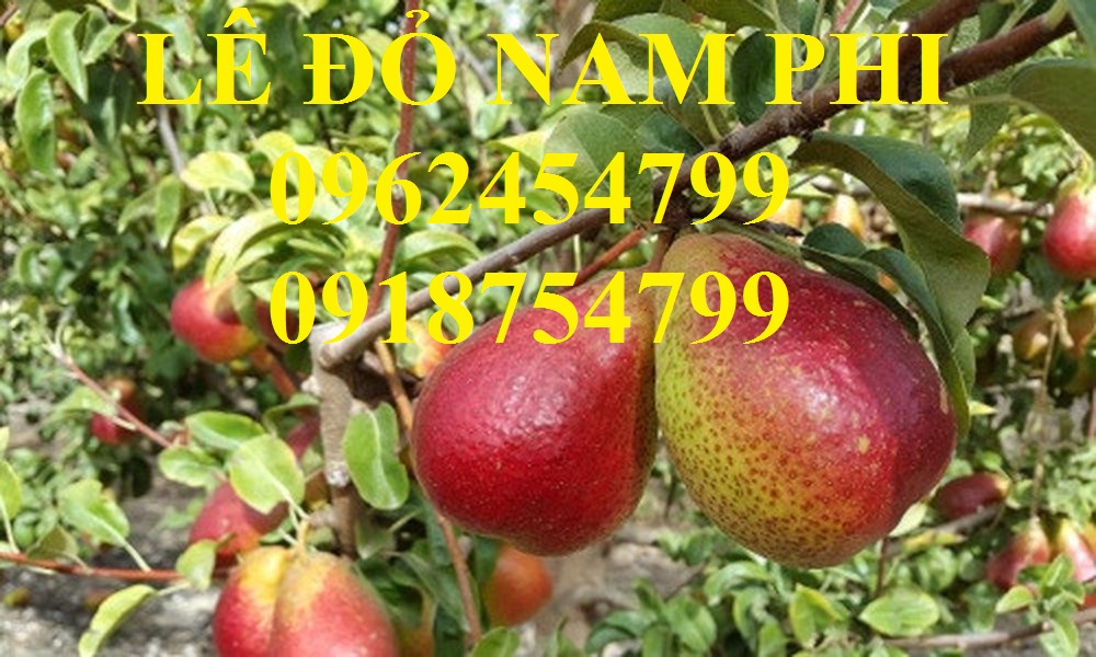 1 Bán giống cây lê đỏ nam phi, giống lê nam phi, giống cây lê vàng, cây lê đỏ, giao cây toàn quốc