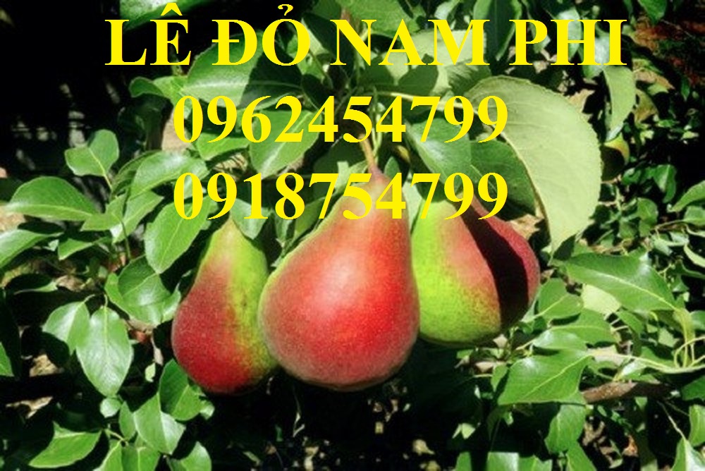 2 Bán giống cây lê đỏ nam phi, giống lê nam phi, giống cây lê vàng, cây lê đỏ, giao cây toàn quốc