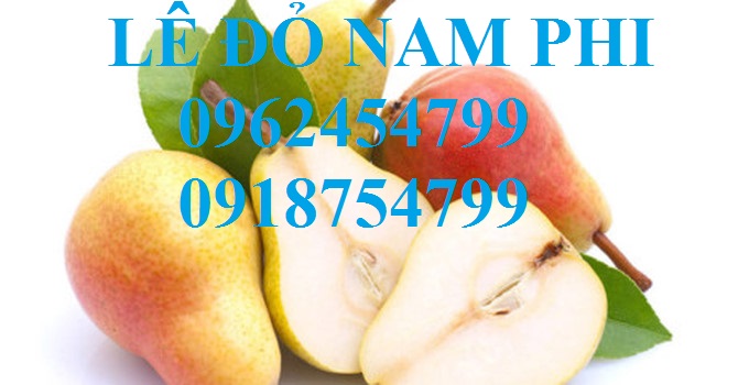 3 Bán giống cây lê đỏ nam phi, giống lê nam phi, giống cây lê vàng, cây lê đỏ, giao cây toàn quốc