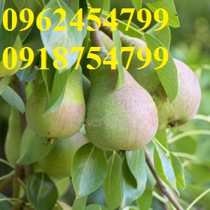 5 Bán giống cây lê đỏ nam phi, giống lê nam phi, giống cây lê vàng, cây lê đỏ, giao cây toàn quốc