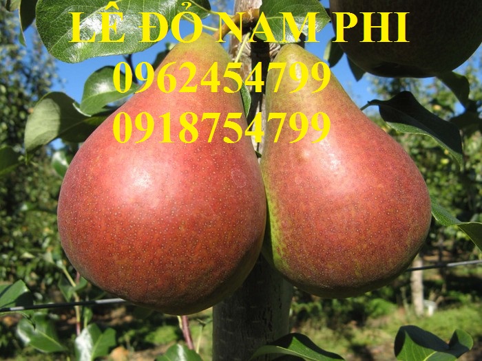 4 Bán giống cây lê đỏ nam phi, giống lê nam phi, giống cây lê vàng, cây lê đỏ, giao cây toàn quốc