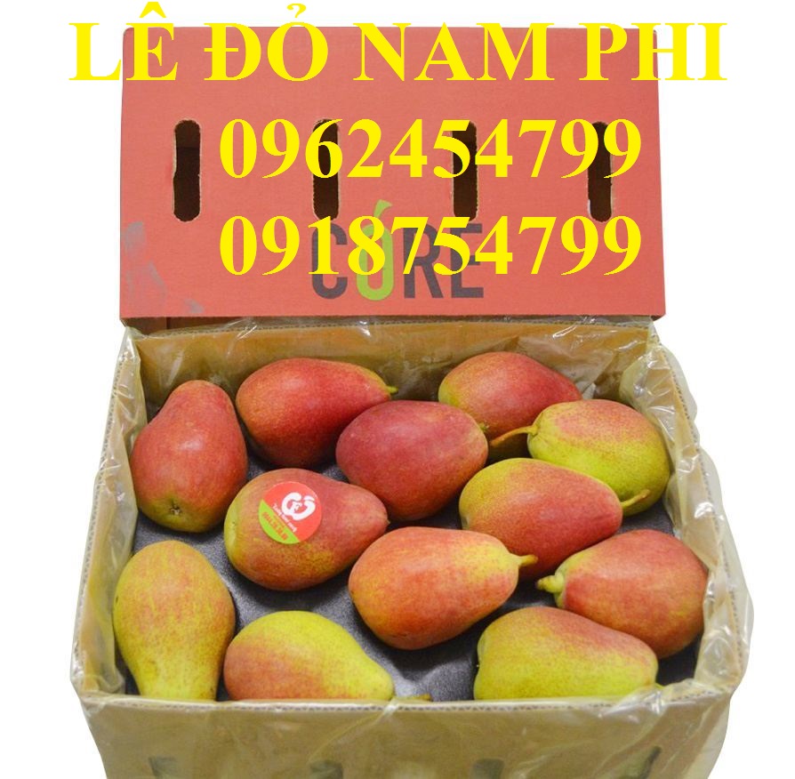 7 Bán giống cây lê đỏ nam phi, giống lê nam phi, giống cây lê vàng, cây lê đỏ, giao cây toàn quốc