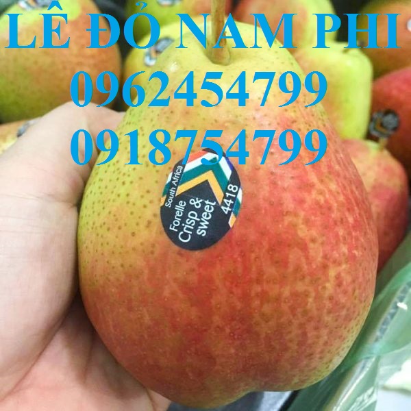 6 Bán giống cây lê đỏ nam phi, giống lê nam phi, giống cây lê vàng, cây lê đỏ, giao cây toàn quốc