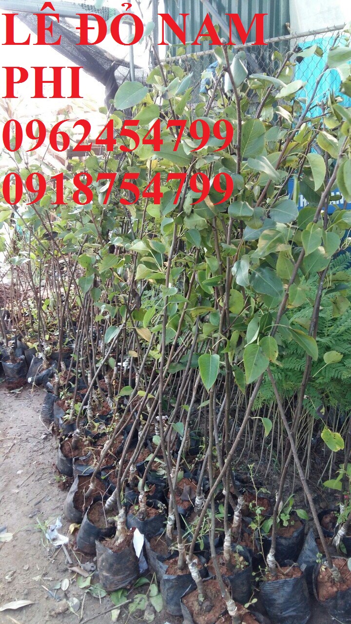 8 Bán giống cây lê đỏ nam phi, giống lê nam phi, giống cây lê vàng, cây lê đỏ, giao cây toàn quốc