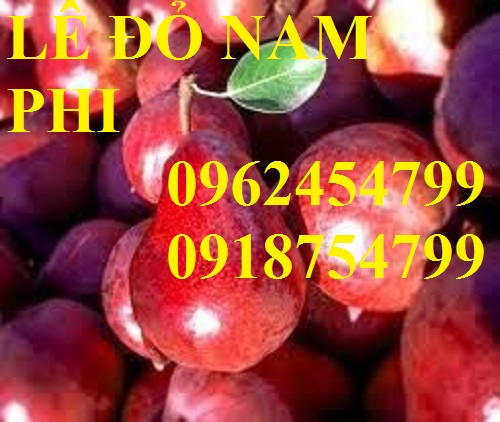 9 Bán giống cây lê đỏ nam phi, giống lê nam phi, giống cây lê vàng, cây lê đỏ, giao cây toàn quốc