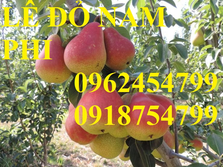 10 Bán giống cây lê đỏ nam phi, giống lê nam phi, giống cây lê vàng, cây lê đỏ, giao cây toàn quốc