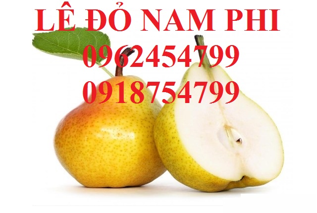 11 Bán giống cây lê đỏ nam phi, giống lê nam phi, giống cây lê vàng, cây lê đỏ, giao cây toàn quốc