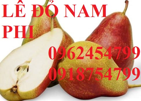 12 Bán giống cây lê đỏ nam phi, giống lê nam phi, giống cây lê vàng, cây lê đỏ, giao cây toàn quốc