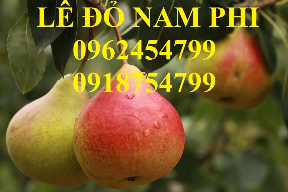 13 Bán giống cây lê đỏ nam phi, giống lê nam phi, giống cây lê vàng, cây lê đỏ, giao cây toàn quốc