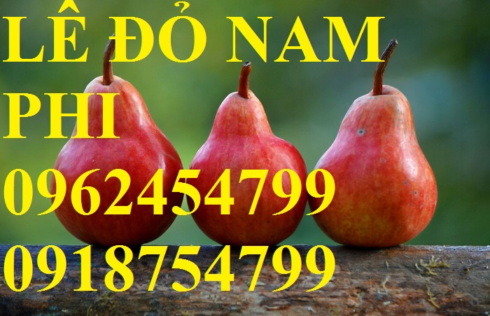 15 Bán giống cây lê đỏ nam phi, giống lê nam phi, giống cây lê vàng, cây lê đỏ, giao cây toàn quốc