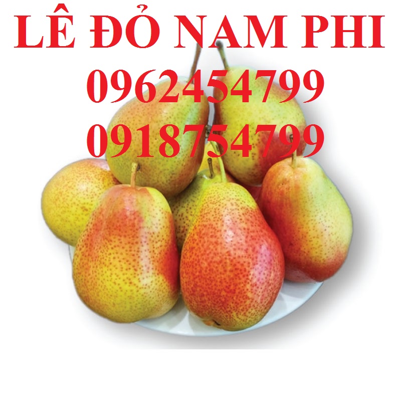 16 Bán giống cây lê đỏ nam phi, giống lê nam phi, giống cây lê vàng, cây lê đỏ, giao cây toàn quốc