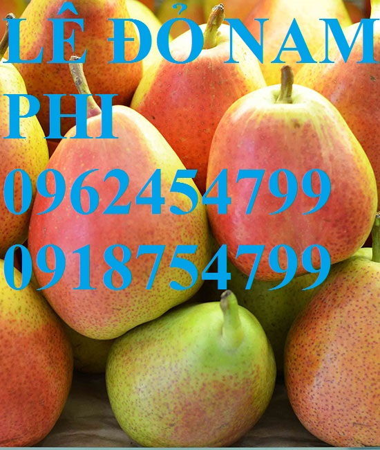17 Bán giống cây lê đỏ nam phi, giống lê nam phi, giống cây lê vàng, cây lê đỏ, giao cây toàn quốc